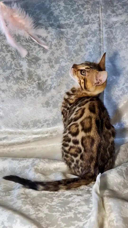 Бенгальские котята, фотография 9