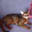 cattery 